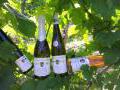 Unsere Spitzen weine - gkeltert mit viel Herzblut Unsere Spitzen weine - gkeltert mit viel Herzblut