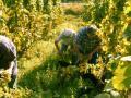 Weinernte Weinernte