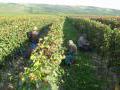 Weinelese im Weinberg Weinelese im Weinberg