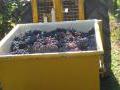 Weinelese im Weinberg - Top Ernteergebnisse Weinelese im Weinberg - Top Ernteergebnisse