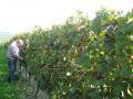Weinelese im Weinberg Weinelese im Weinberg