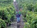 Weinlese Weinlese