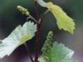 Wer Erholung vom Alltagsstress und viel unberührte Natur sucht, ist in Burgen richtig. Wer Erholung vom Alltagsstress und viel unberührte Natur sucht, ist in Burgen richtig.