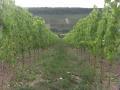 Weinberg des Weingut Zang Weinberg des Weingut Zang