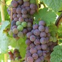 Tuniberg Rotwein