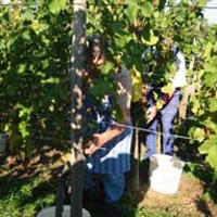 Weinlese im Breisgau