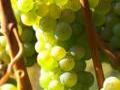 Riesling Rebe in Baden