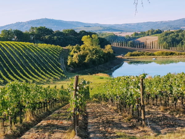 Weinreben und kleiner See auf den Hügeln der Toskana.