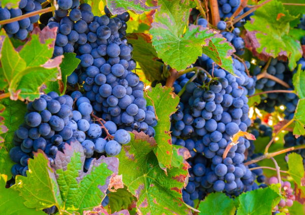 Weinberg - reife Trauben